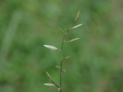 Eragrostis cumingii