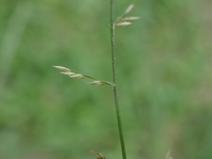 Eragrostis cumingii
