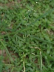 Eragrostis cumingii