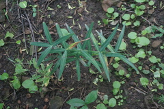 Polygonatum sibiricum