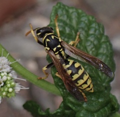 Polistes dominula