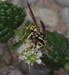Polistes dominula