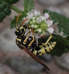Polistes dominula