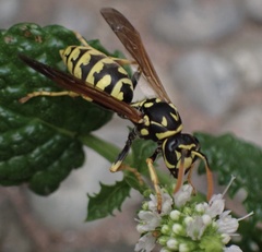 Polistes dominula