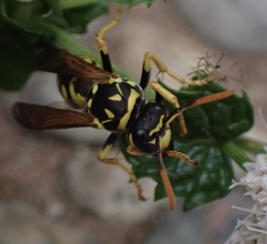 Polistes dominula
