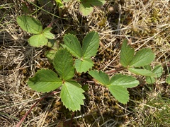 Fragaria virginiana glauca