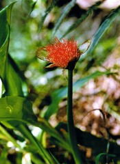 Scadoxus puniceus