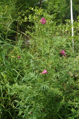 Incarvillea sinensis