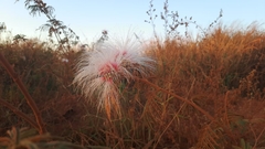 Calliandra dysantha