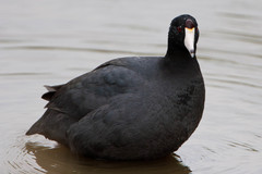 Fulica americana