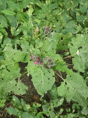 Arctium tomentosum