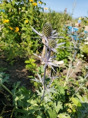 Eryngium amethystinum