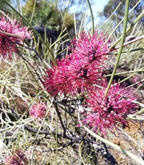 Hakea scoparia