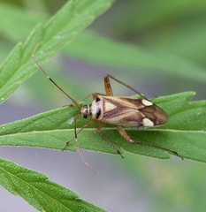 Adelphocoris fasciaticollis
