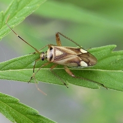 Adelphocoris fasciaticollis