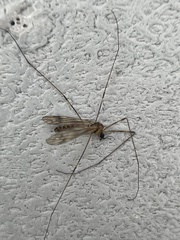 Limonia annulata