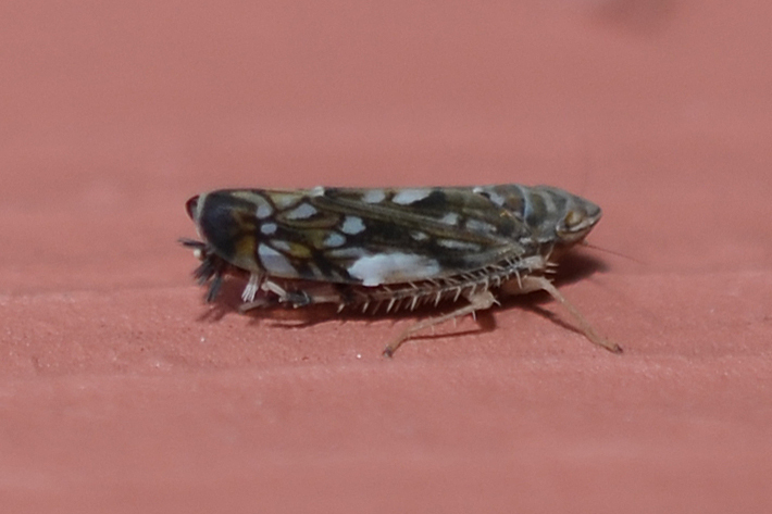 Scaphoideus cyprius