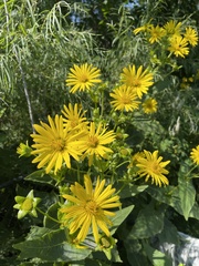 Silphium perfoliatum