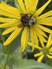 Silphium perfoliatum
