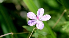 Geranium dahuricum