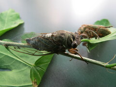 Neotibicen canicularis