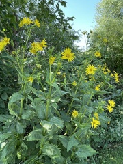 Silphium perfoliatum
