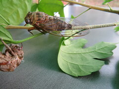 Neotibicen canicularis