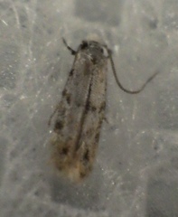 Tineidae clade b