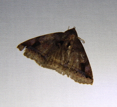 Celiptera helvina