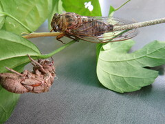 Neotibicen canicularis