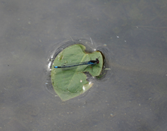 Erythromma najas najas