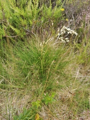 Avenella flexuosa foliosa