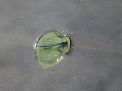 Erythromma najas najas