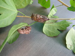 Neotibicen canicularis