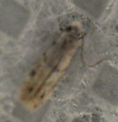 Tineidae clade b