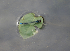 Erythromma najas najas