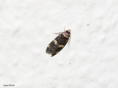 Oegoconia novimundi