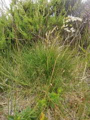 Avenella flexuosa foliosa