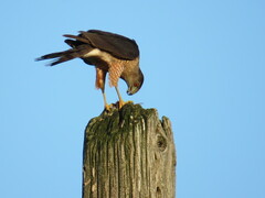 Accipiter cooperii