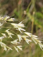 Avenella flexuosa foliosa