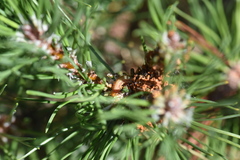 Acantholyda hieroglyphica