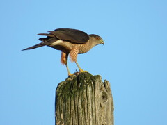 Accipiter cooperii
