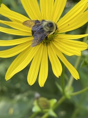 Bombus griseocollis