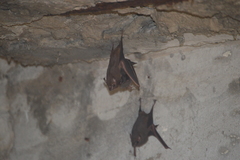 Balantiopteryx plicata