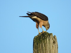 Accipiter cooperii
