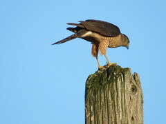 Accipiter cooperii