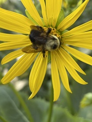 Bombus griseocollis