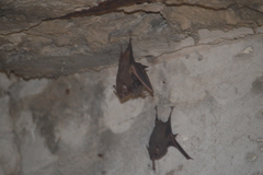 Balantiopteryx plicata