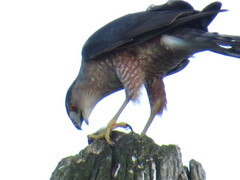 Accipiter cooperii