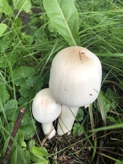 Agaricus